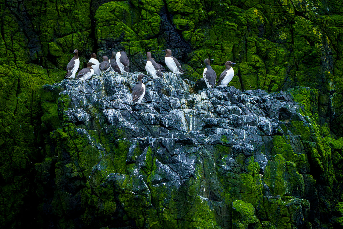 Scottish Cliffs