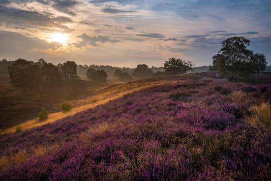 Heather Wine Tide