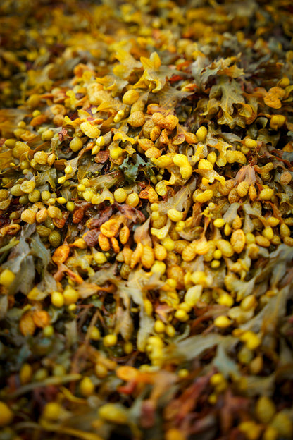 Highland Kelp