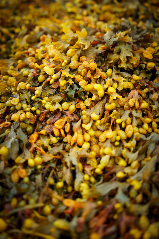 Highland Kelp