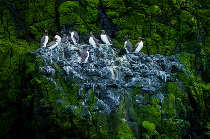 Scottish Cliffs