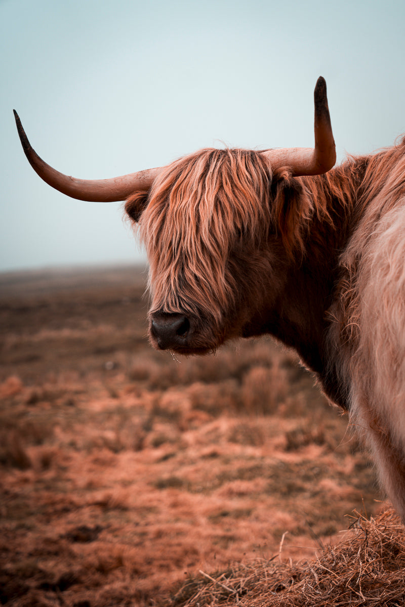 Highland Coo
