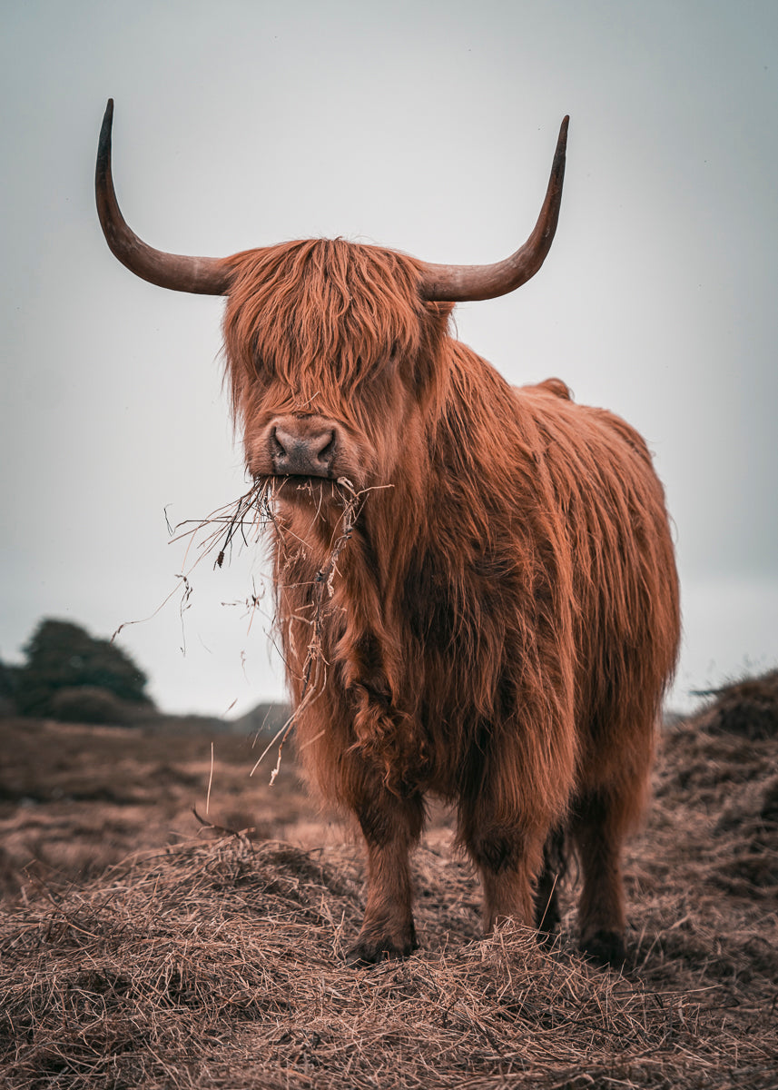 Highland Coo