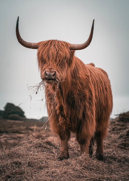 Highland Coo